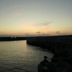 タチ終わりかな