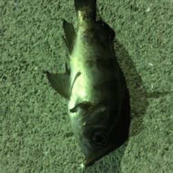 小メバルばかり