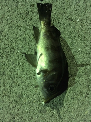 小メバルばかり