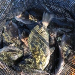 まったり堤防フカセ♪