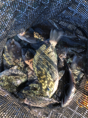 まったり堤防フカセ♪