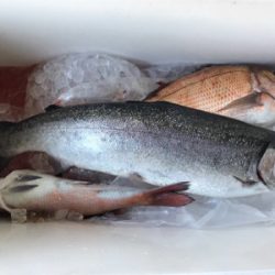 今年初釣りは釣堀