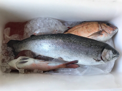 今年初釣りは釣堀