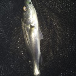 マスビートブチ曲がり