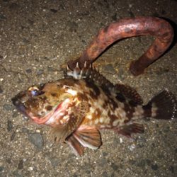 意外と良型が！