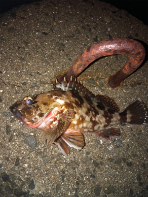 意外と良型が！