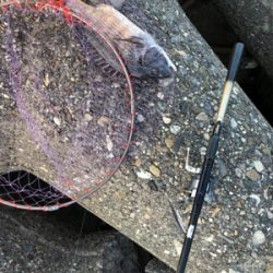 フカセ釣りでチヌ