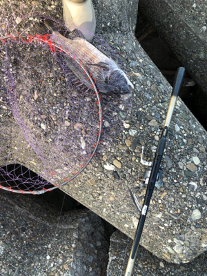 フカセ釣りでチヌ