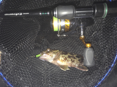 今日もマスビートブチ曲がり