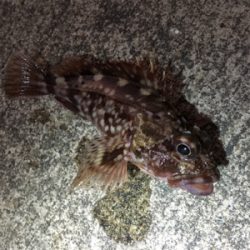 朝からライトゲーム