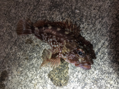 朝からライトゲーム