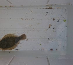 カレイを求めて