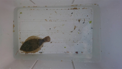 カレイを求めて