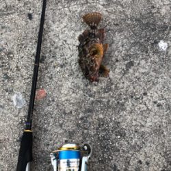 ロックフィッシュは裏切らない