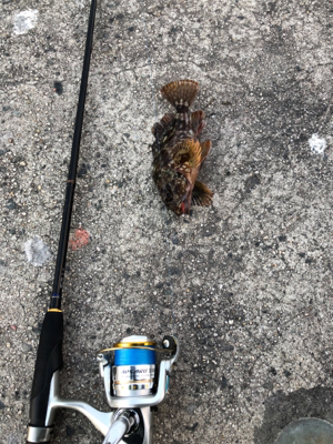 ロックフィッシュは裏切らない