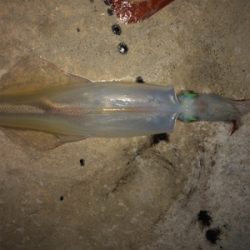 ヤリイカ入れ食い