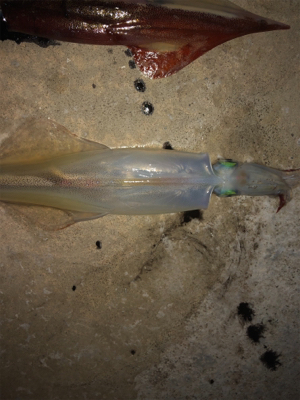 ヤリイカ入れ食い