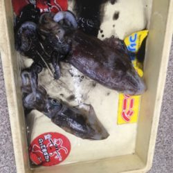 干潮からの上げ狙いで!