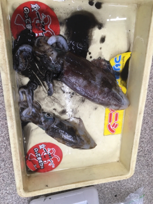 干潮からの上げ狙いで!