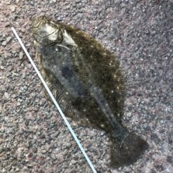 ヒラメ？カレイ？