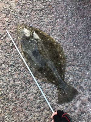 ヒラメ？カレイ？