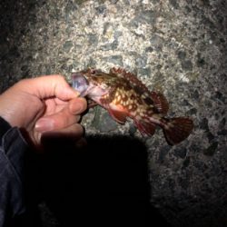 飽きずに連日釣行Σ(゚д゚lll)