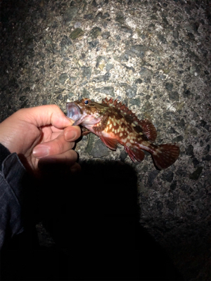 飽きずに連日釣行Σ（ﾟдﾟlll）