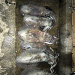 アオリイカ入れ食い