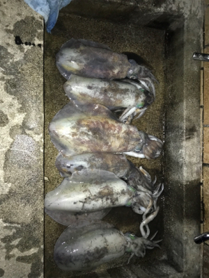 アオリイカ入れ食い