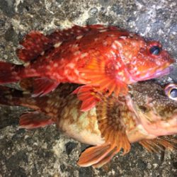 ジャスト70㎝^_^！ようやくゲット♪