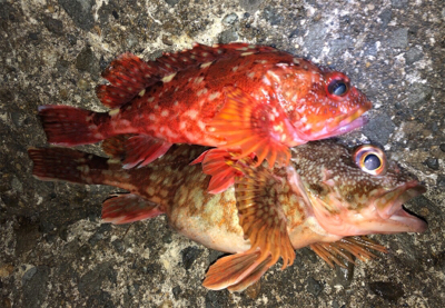 ジャスト70㎝^_^！ようやくゲット♪