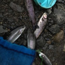 芥川で釣り初め