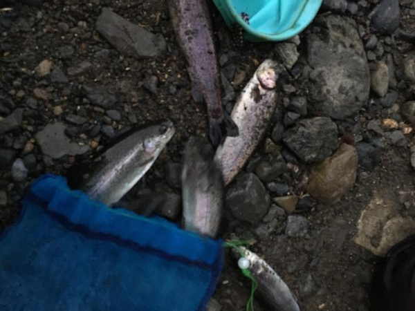 芥川で釣り初め