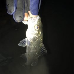 なんとかゲット!二夜連続釣行