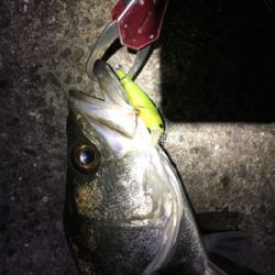 2019年 初シーバスゲット！