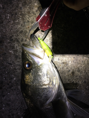 2019年 初シーバスゲット！