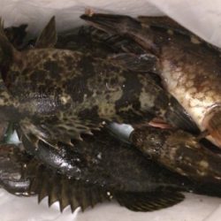 鳴門でロックフィッシュ