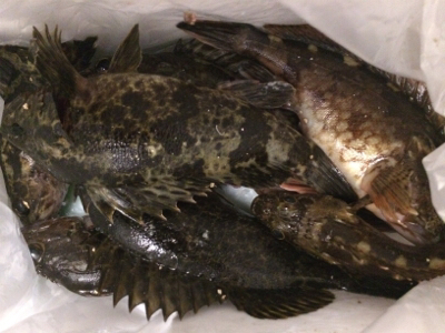 鳴門でロックフィッシュ