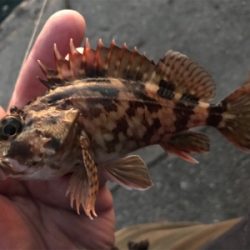 のんびりエビ撒き