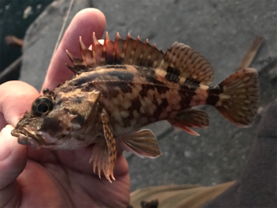 のんびりエビ撒き