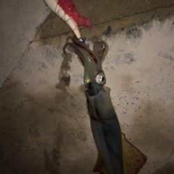 ヤリイカ入れ食いならず…