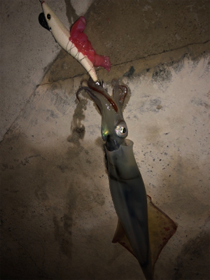 ヤリイカ入れ食いならず…