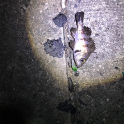 ちびめばプラッキング