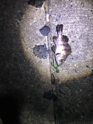 ちびめばプラッキング