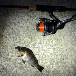 アジ狙いもメバル、ガシラ