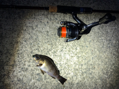 アジ狙いもメバル、ガシラ