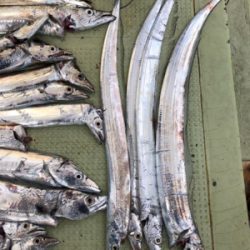 今年初タチウオ