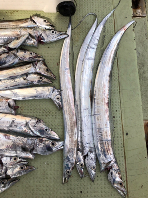 今年初タチウオ