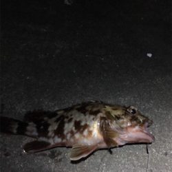 エビ撒き調査 活性高い