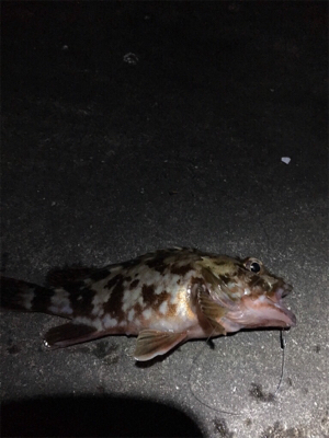 エビ撒き調査 活性高い